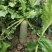 原生态种植有机沙窝水果萝卜脆甜爽口支持全国发货