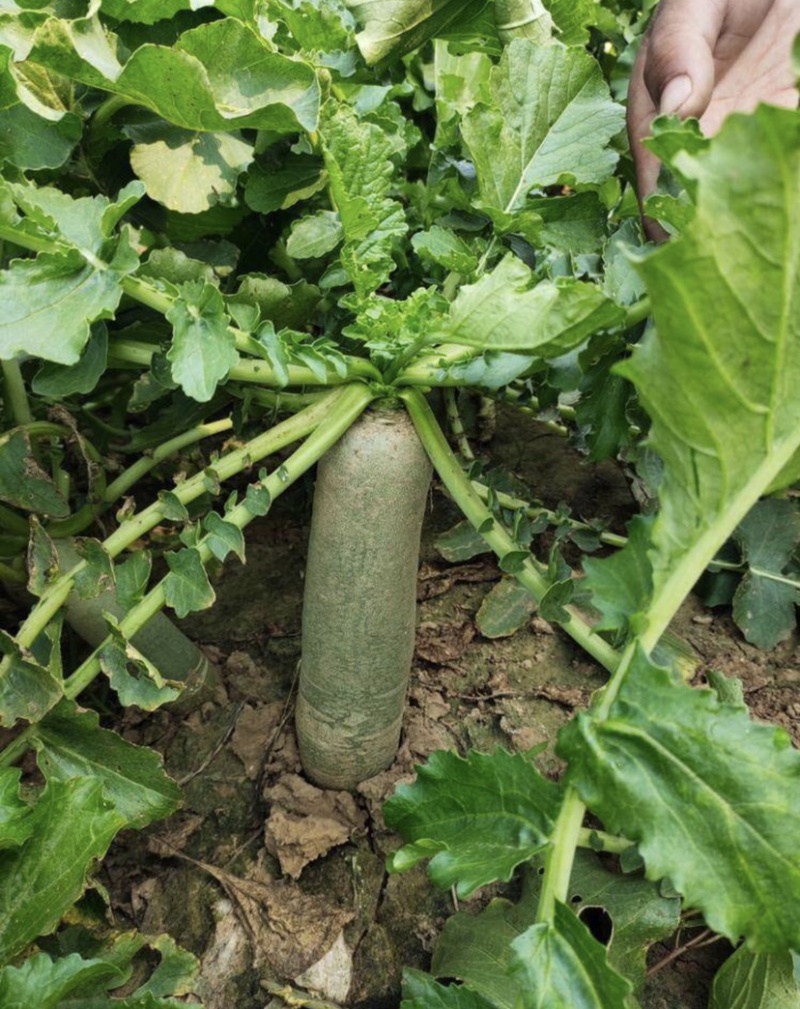 原生态种植有机沙窝水果萝卜脆甜爽口支持全国发货