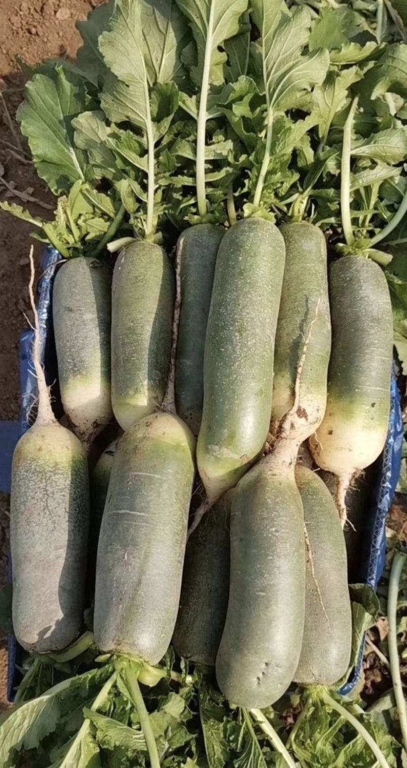原生态种植有机沙窝水果萝卜脆甜爽口支持全国发货