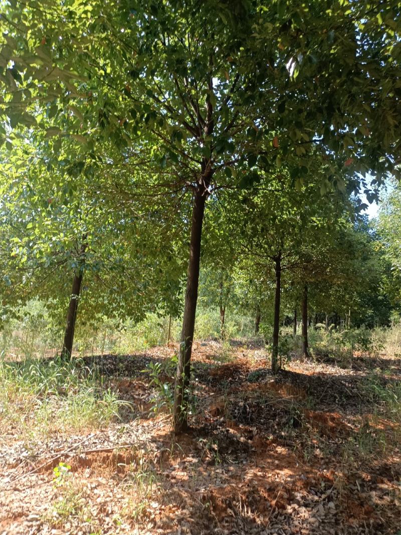 樟树，香樟树，返生香樟树，精品香樟，全冠香樟树，光杆香樟