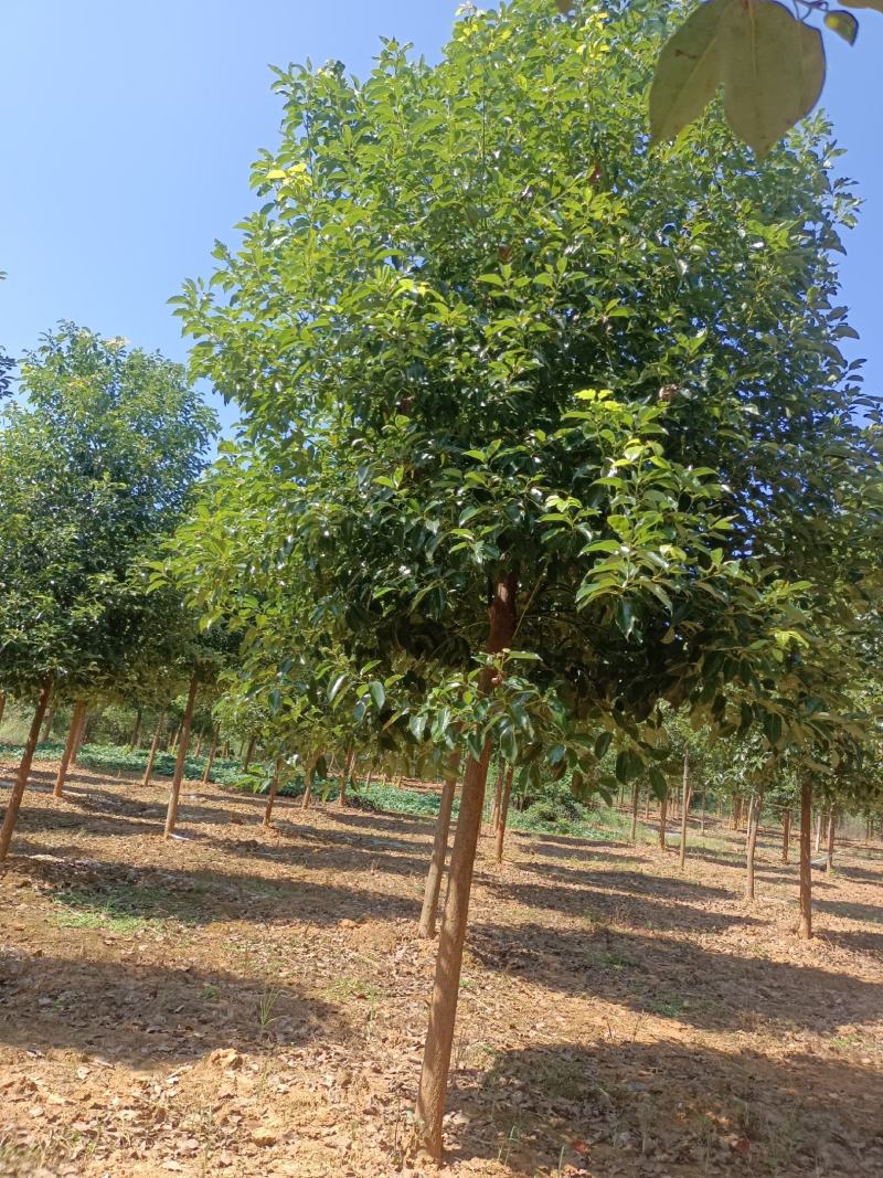 樟树，香樟树，返生香樟树，精品香樟，全冠香樟树，光杆香樟