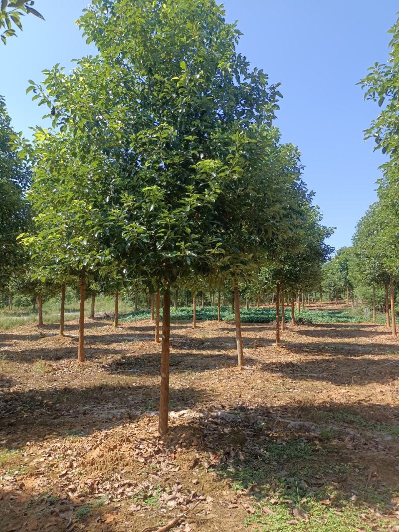 樟树，香樟树，返生香樟树，精品香樟，全冠香樟树，光杆香樟