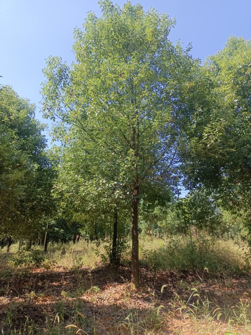 樟树，香樟树，返生香樟树，精品香樟，全冠香樟树，光杆香樟
