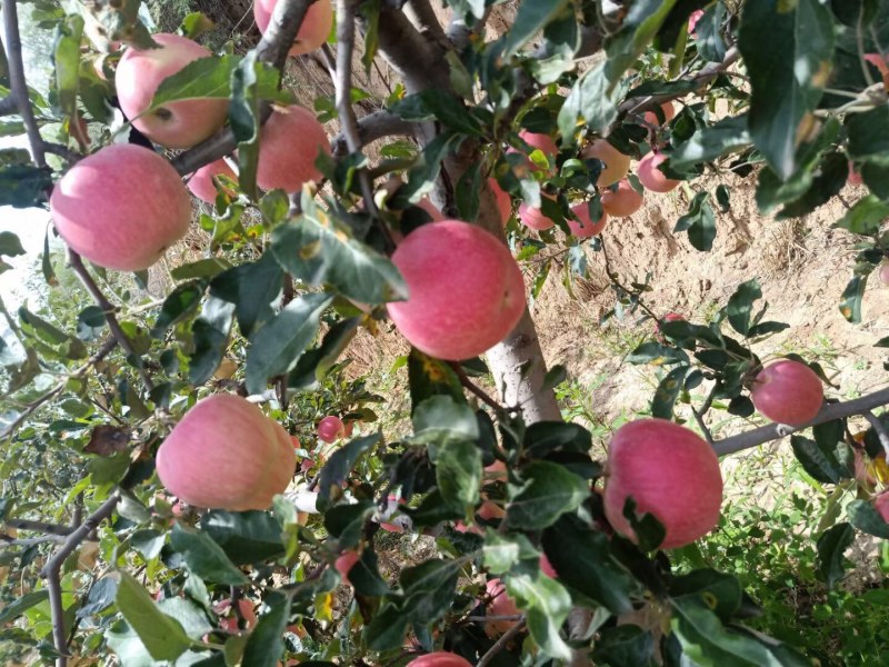 陕西精品洛川苹果，产地直销，可代办可发货，欢迎前来洽谈