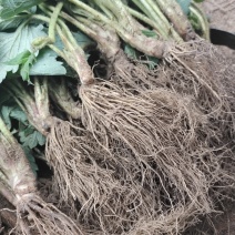 红如玉草莓苗基地直发，脱毒草莓苗现挖现卖根系好成活率好