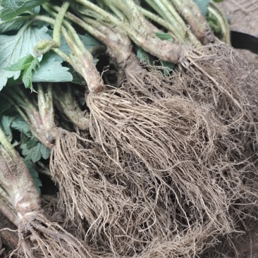 红如玉草莓苗基地直发，脱毒草莓苗现挖现卖根系好成活率好