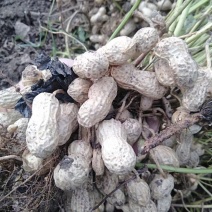 花生产地供货，颗粒保满，质量保证全国发货，量大从优