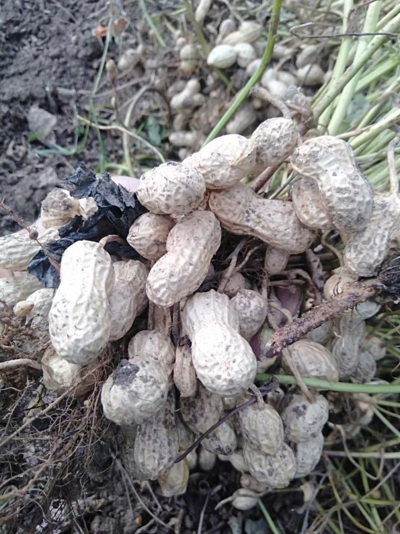 花生产地供货，颗粒保满，质量保证全国发货，量大从优