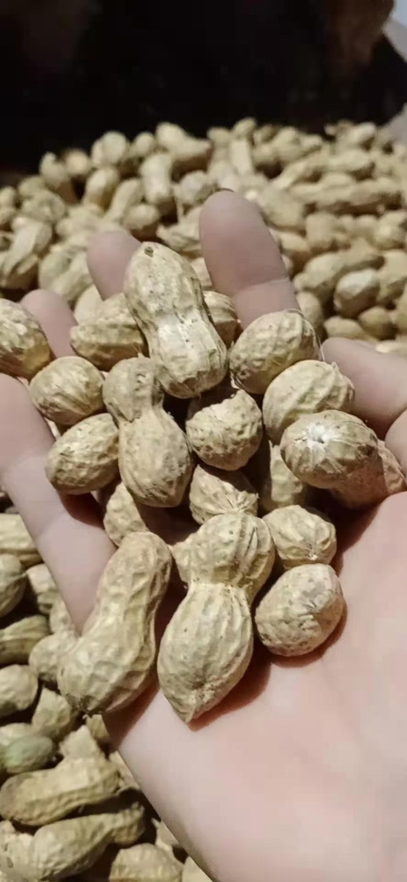 花生产地供货，颗粒保满，质量保证全国发货，量大从优
