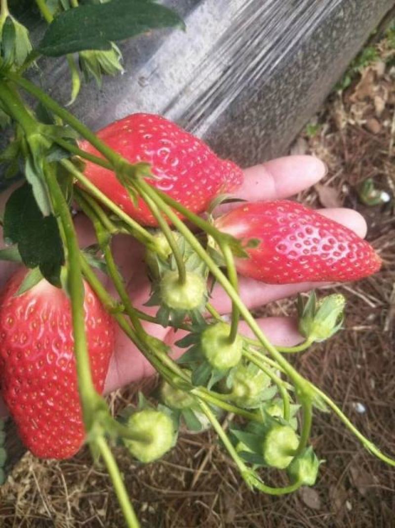 艳丽草莓苗种植基地脱毒草莓苗成活率好根系好