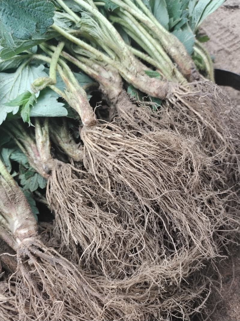 天仙醉草莓苗基地直发，现挖现卖脱毒草莓苗量大优惠