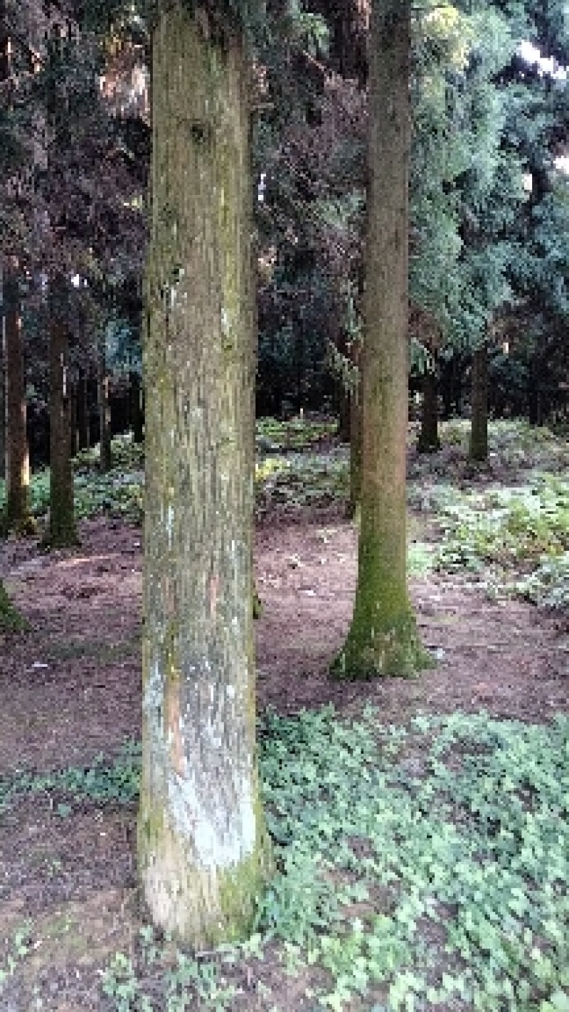 出售柳杉