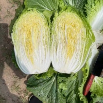 黄心大白菜