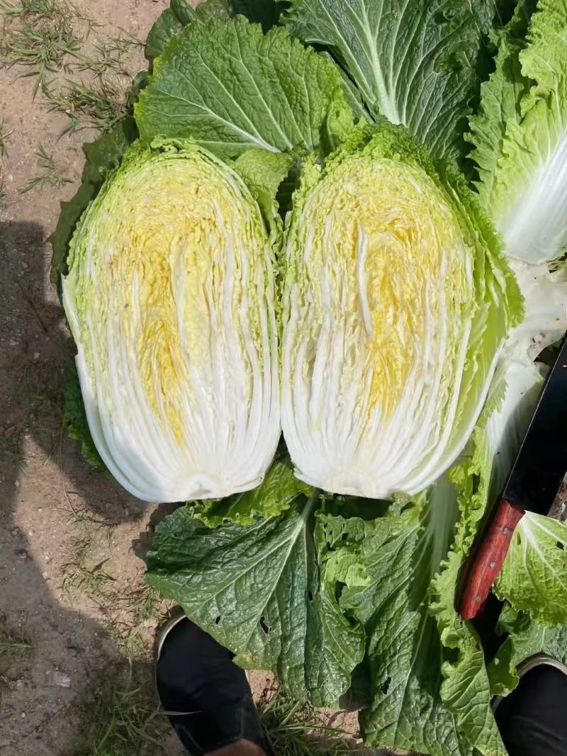黄心大白菜