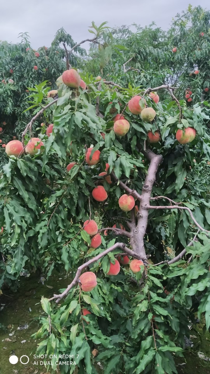 桃子熟了，自产自销