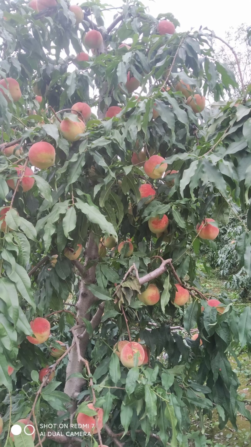 红桃