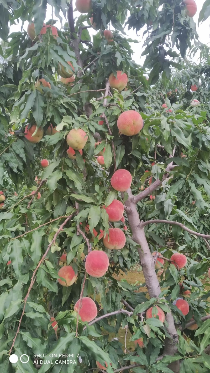 红桃