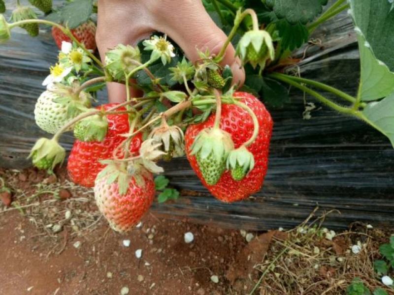 宁玉草莓苗种植基地根系好成活率高保品种