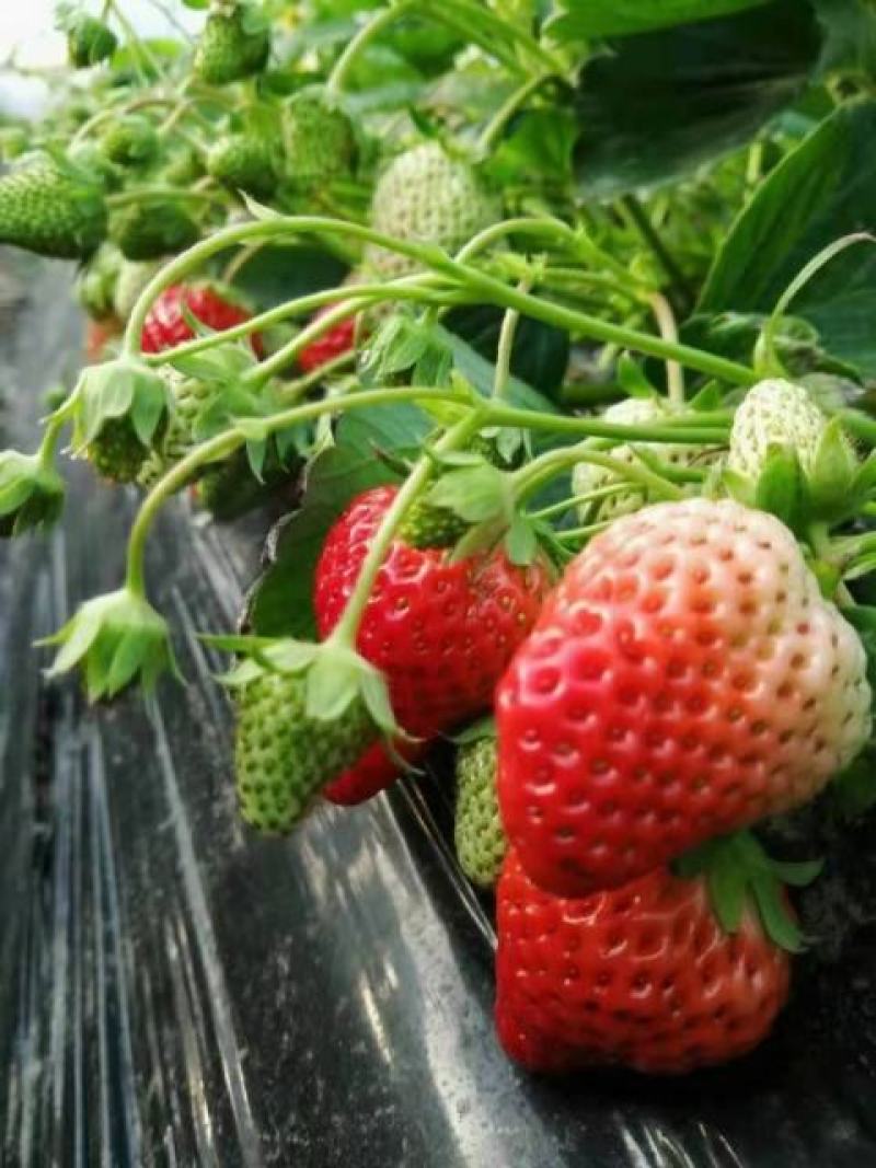 宁玉草莓苗种植基地根系好成活率高保品种