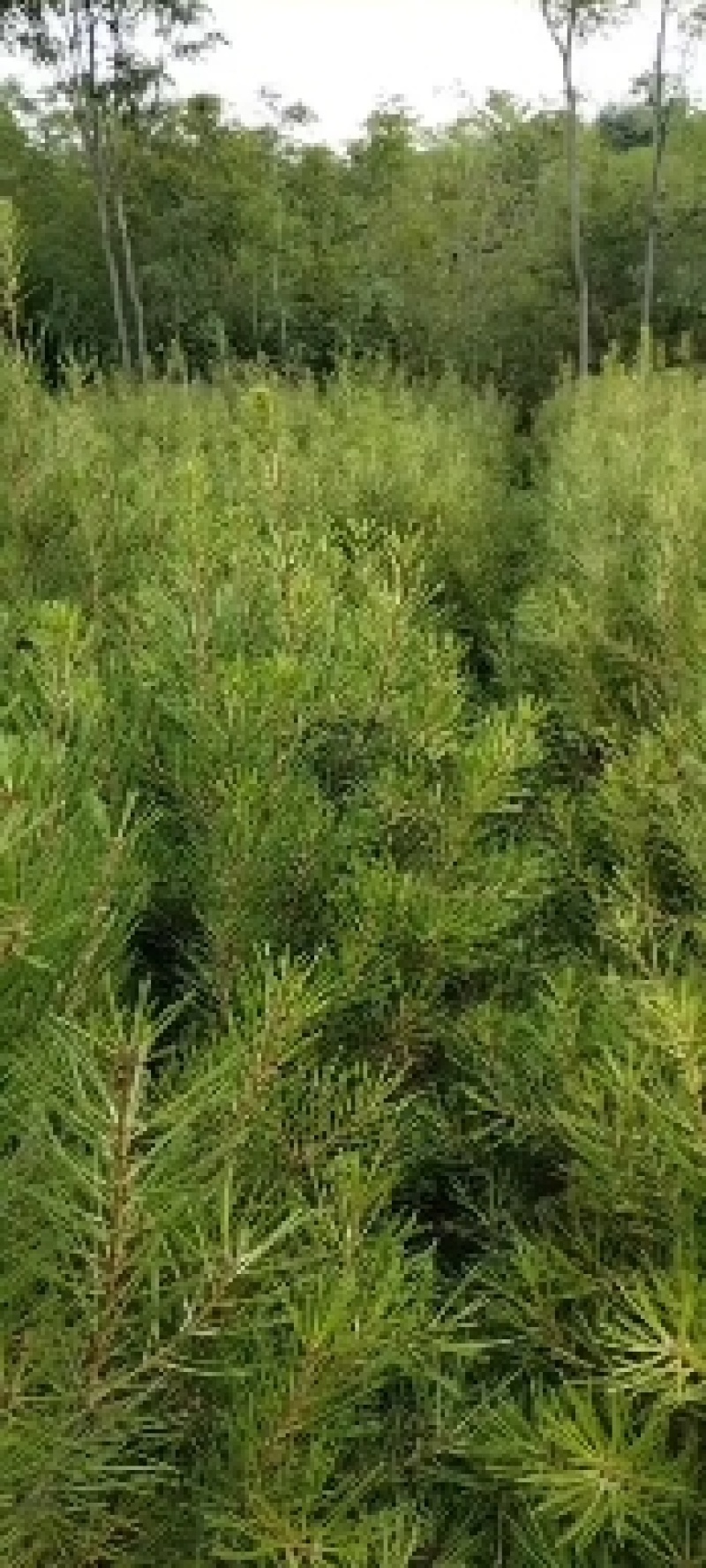 山西运城绛县-松树-白皮松，杯子白皮苗圃直供欢迎咨询