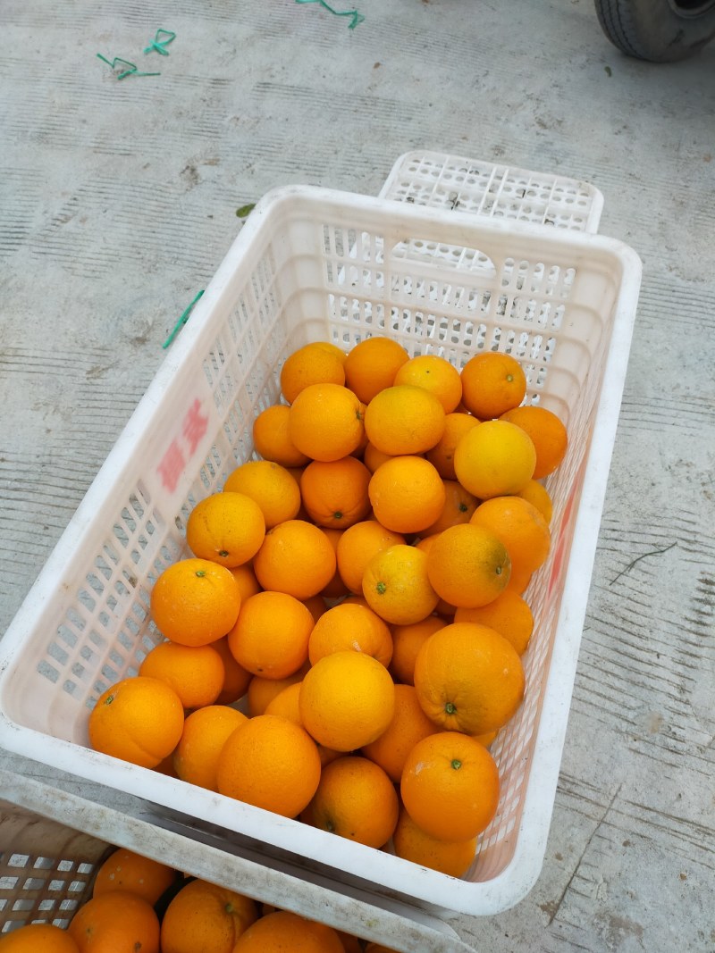 正宗麻阳冰糖橙口感纯甜甜，每天电商出货量3万单