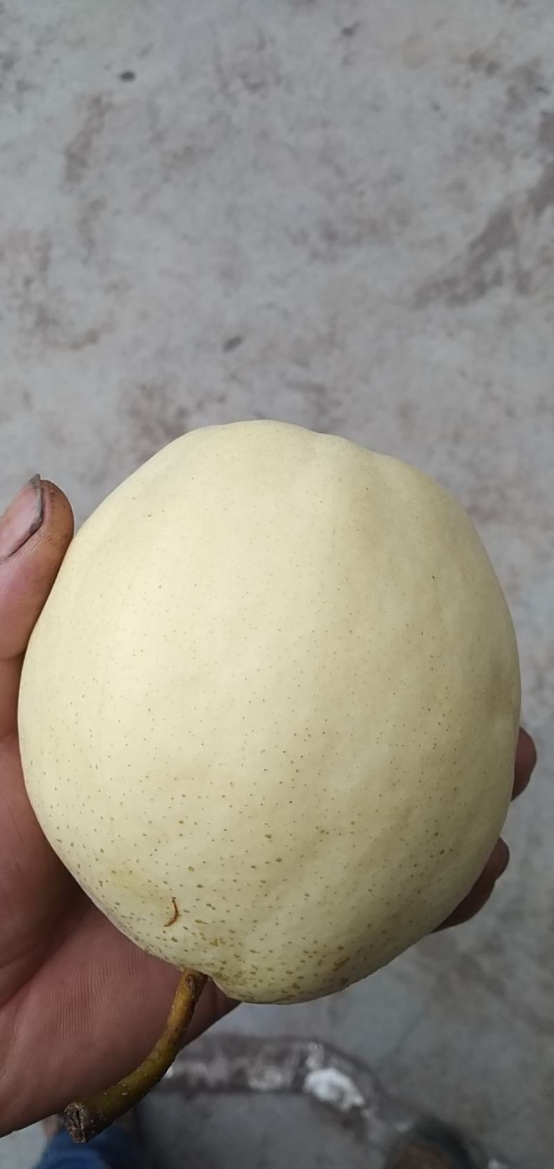 自家种的天黄梨