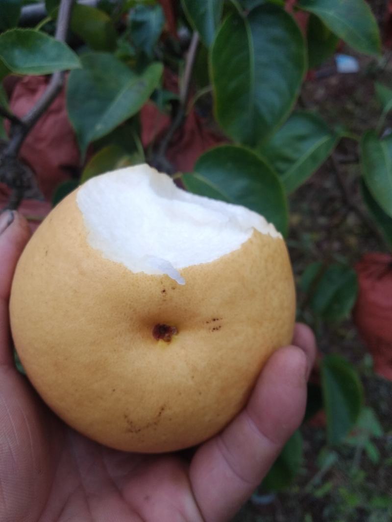 自家种的天黄梨