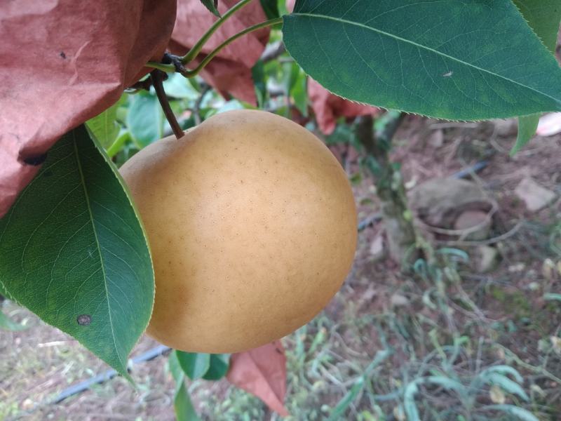 自家种的天黄梨