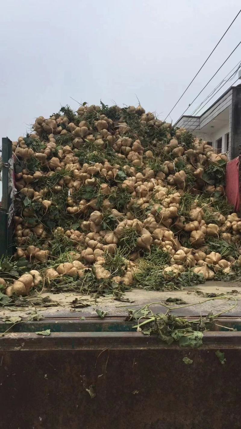 湖北凉薯大量上市中需要的老板联系
