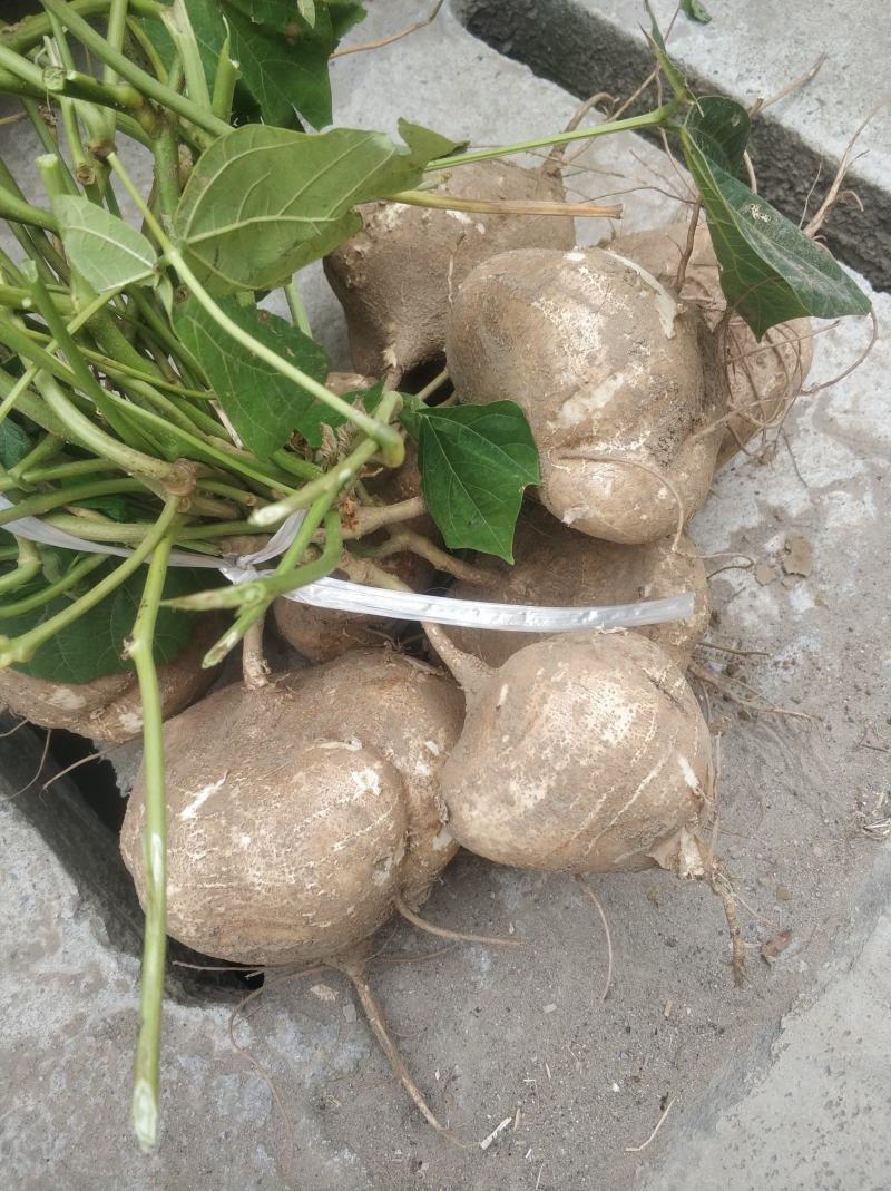 湖北凉薯大量上市中需要的老板联系