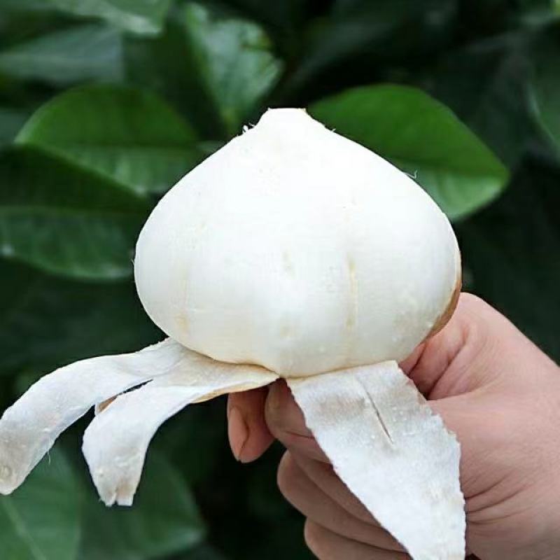 湖北凉薯大量上市中需要的老板联系