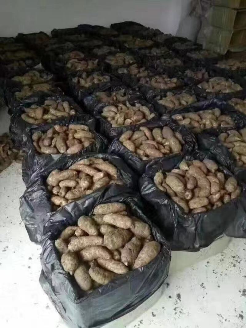昭通天麻