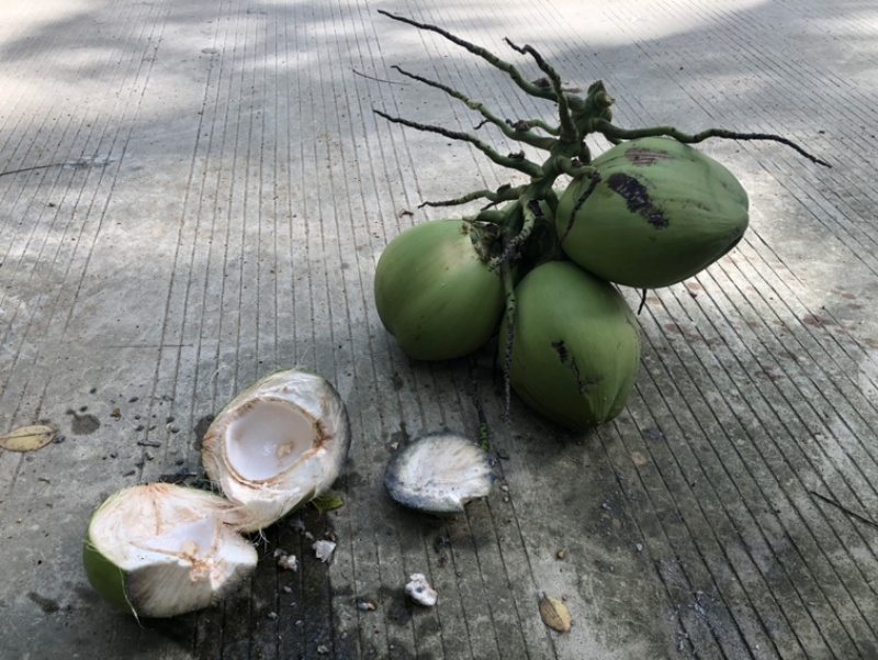 海南椰子青红椰毛椰批发椰皇本地椰子黄椰红蒂椰子