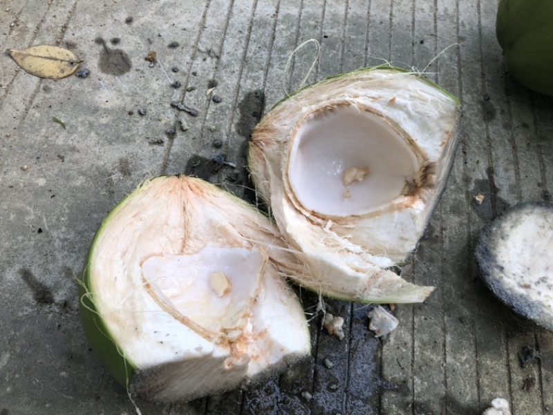 海南椰子青红椰毛椰批发椰皇本地椰子黄椰红蒂椰子