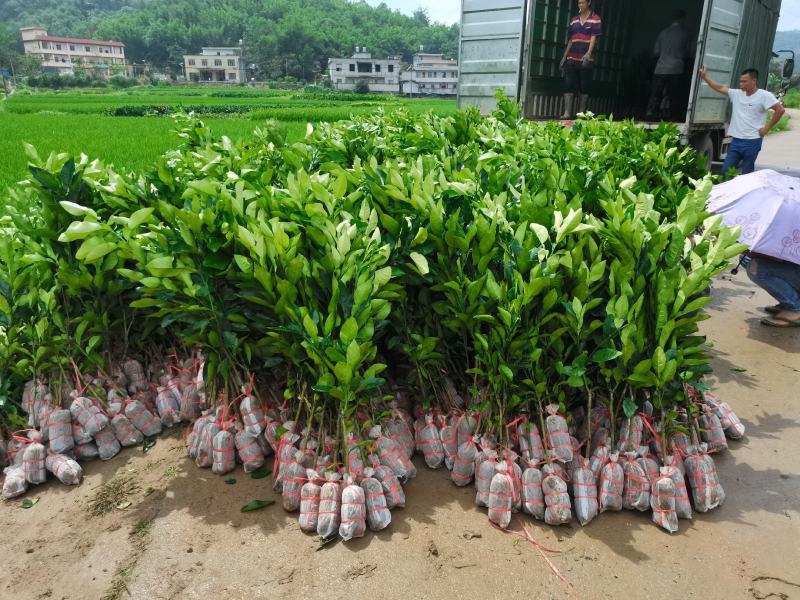 越南青柚苗越南翡翠青柚苗品种纯正免费技术指导