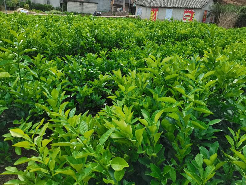 越南青柚苗越南翡翠青柚苗品种纯正免费技术指导