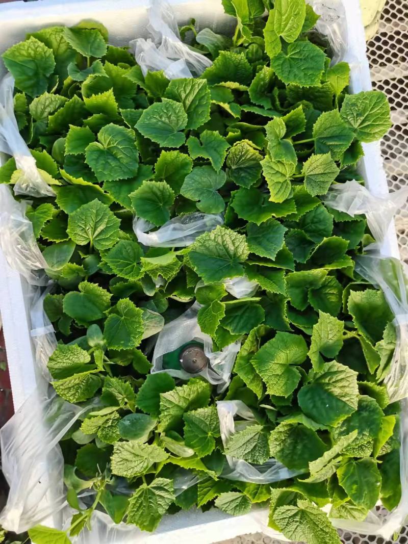 圣女果苗小番茄苗多种颜色采摘园种蔬菜苗
