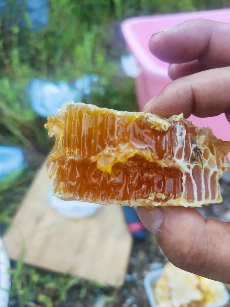 野生土蜂蜜，一年只取一次，或者两年取一次