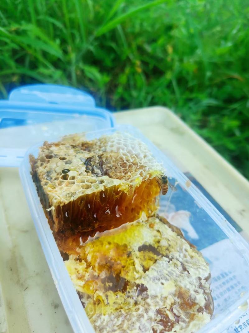 野生土蜂蜜，一年只取一次，或者两年取一次