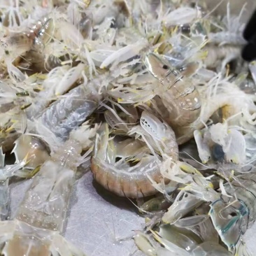 生猛熟煮急冻大号皮皮虾，大号肉虾，品质至上，价格实惠。