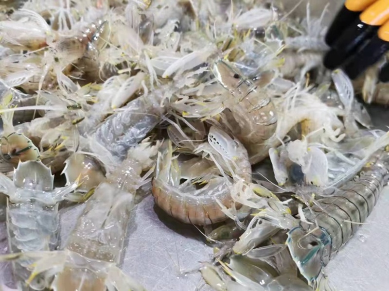 生猛熟煮急冻大号皮皮虾，大号肉虾，品质至上，价格实惠。