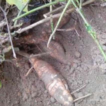 野生葛根、葛根粉