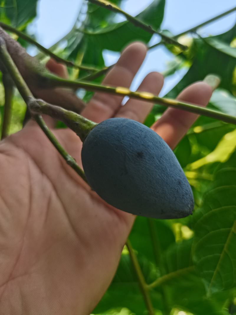 油榄苗黑橄榄苗乌榄苗大核工艺榄苗另有芽条出售