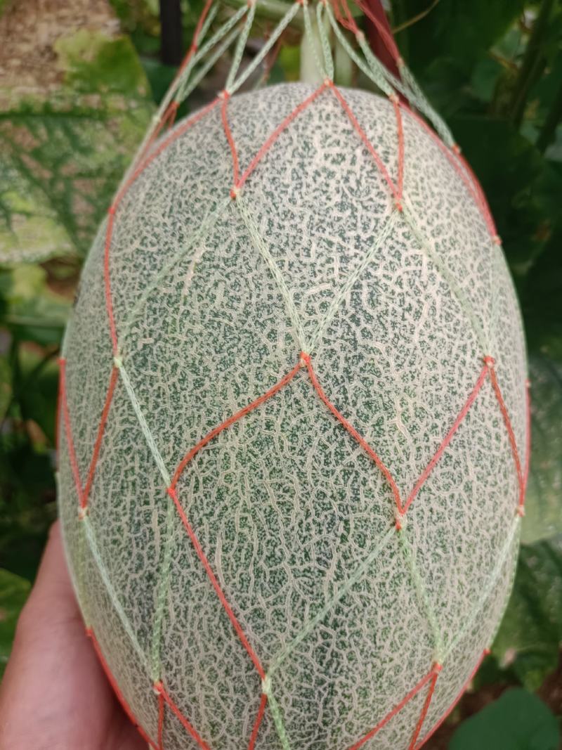 哈密瓜