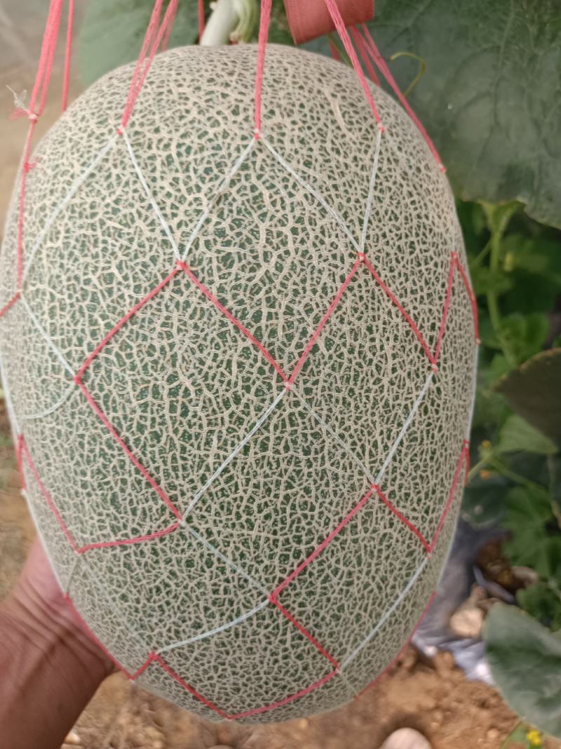 哈密瓜