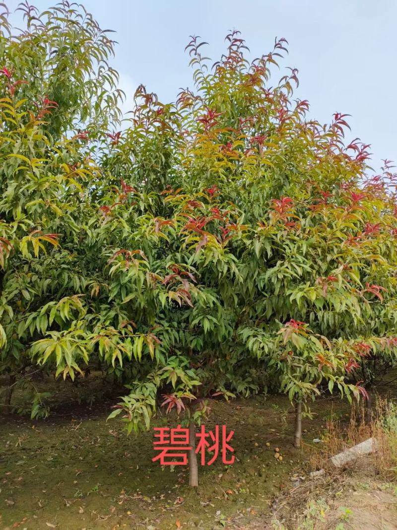 红叶碧桃3/4/5/6/7公分规格齐全成活率高价格低