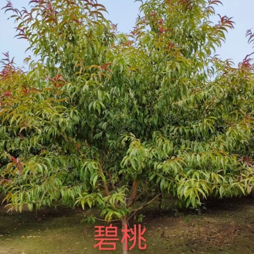 红叶碧桃3/4/5/6/7公分规格齐全成活率高价格低