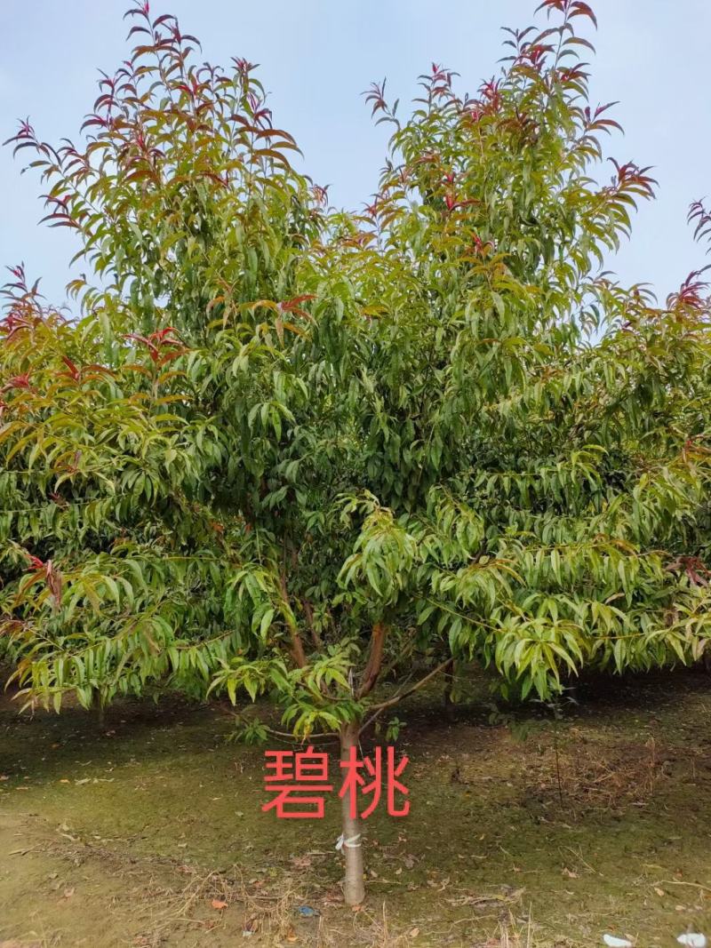 红叶碧桃3/4/5/6/7公分规格齐全成活率高价格低