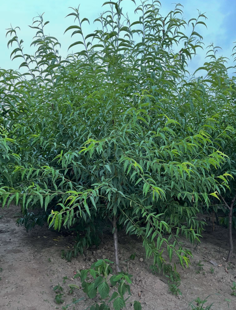 绿叶碧桃3/4/5/6/7公分规格齐全成活率高精品
