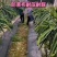 防草布生产厂家防草地布农用园艺地布透水透气抗暴晒